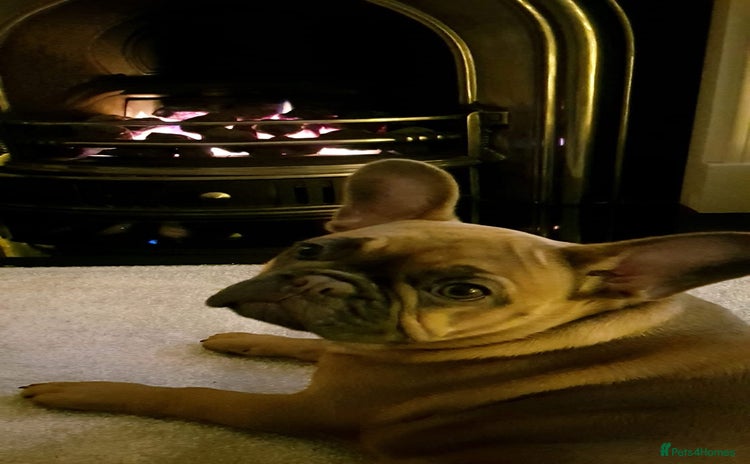 French Bulldog dogs - Advert 6