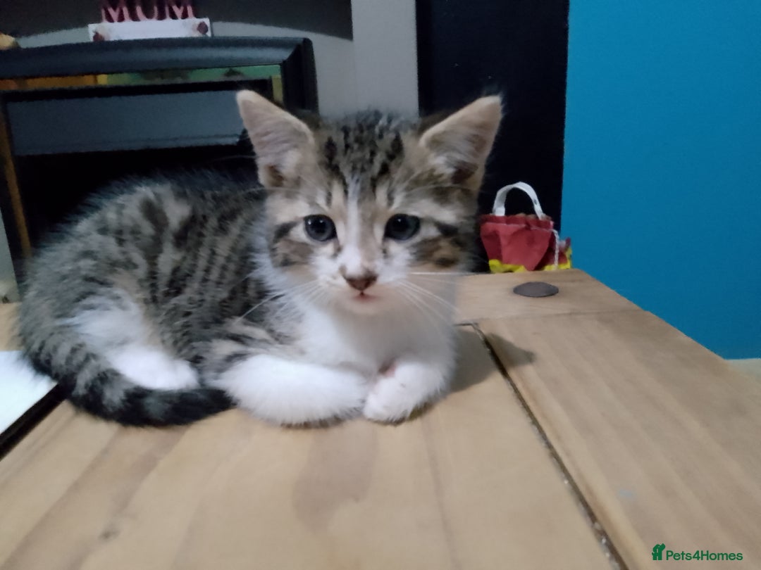 Mixed Breed cats for sale: Beautiful hand reared kittens  - Image 1