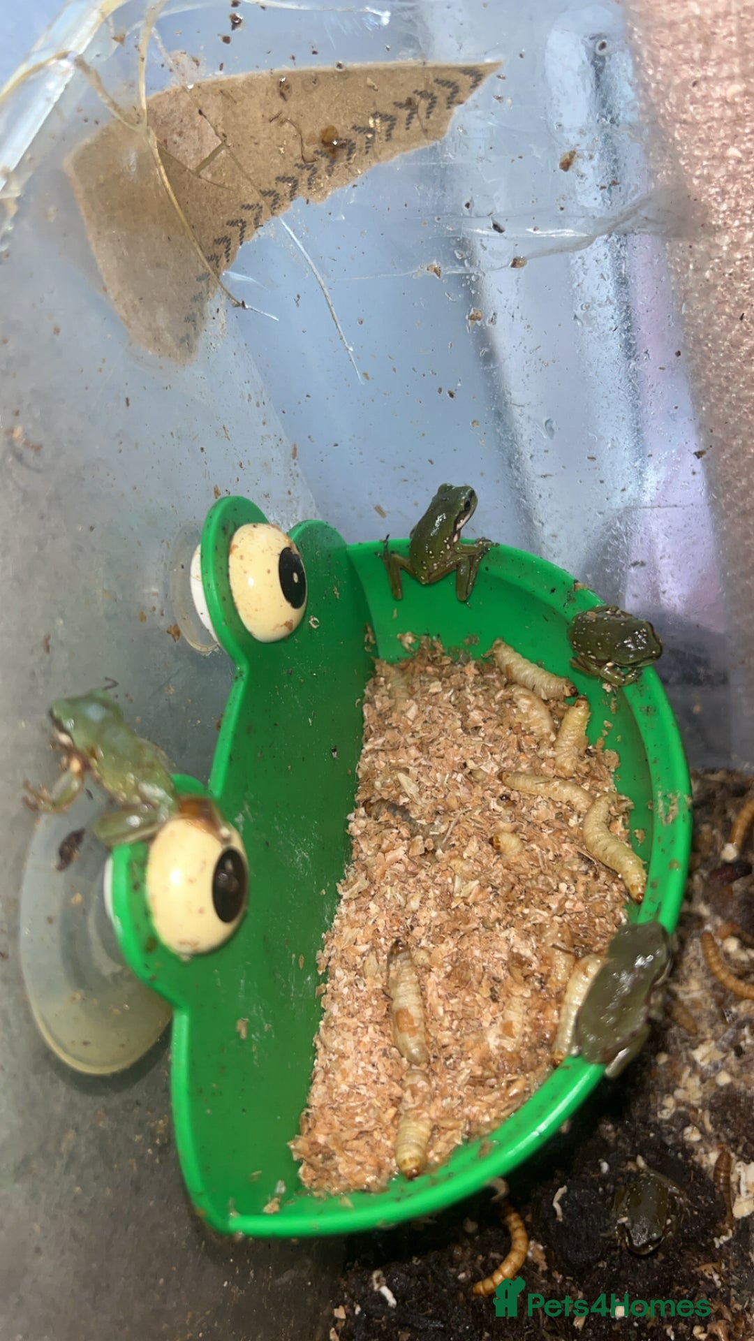 Frog reptiles for sale: White tree froglets  - Image 4