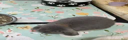 Mini Lop rabbits for sale: Beautiful mini lop babies - Advert 11