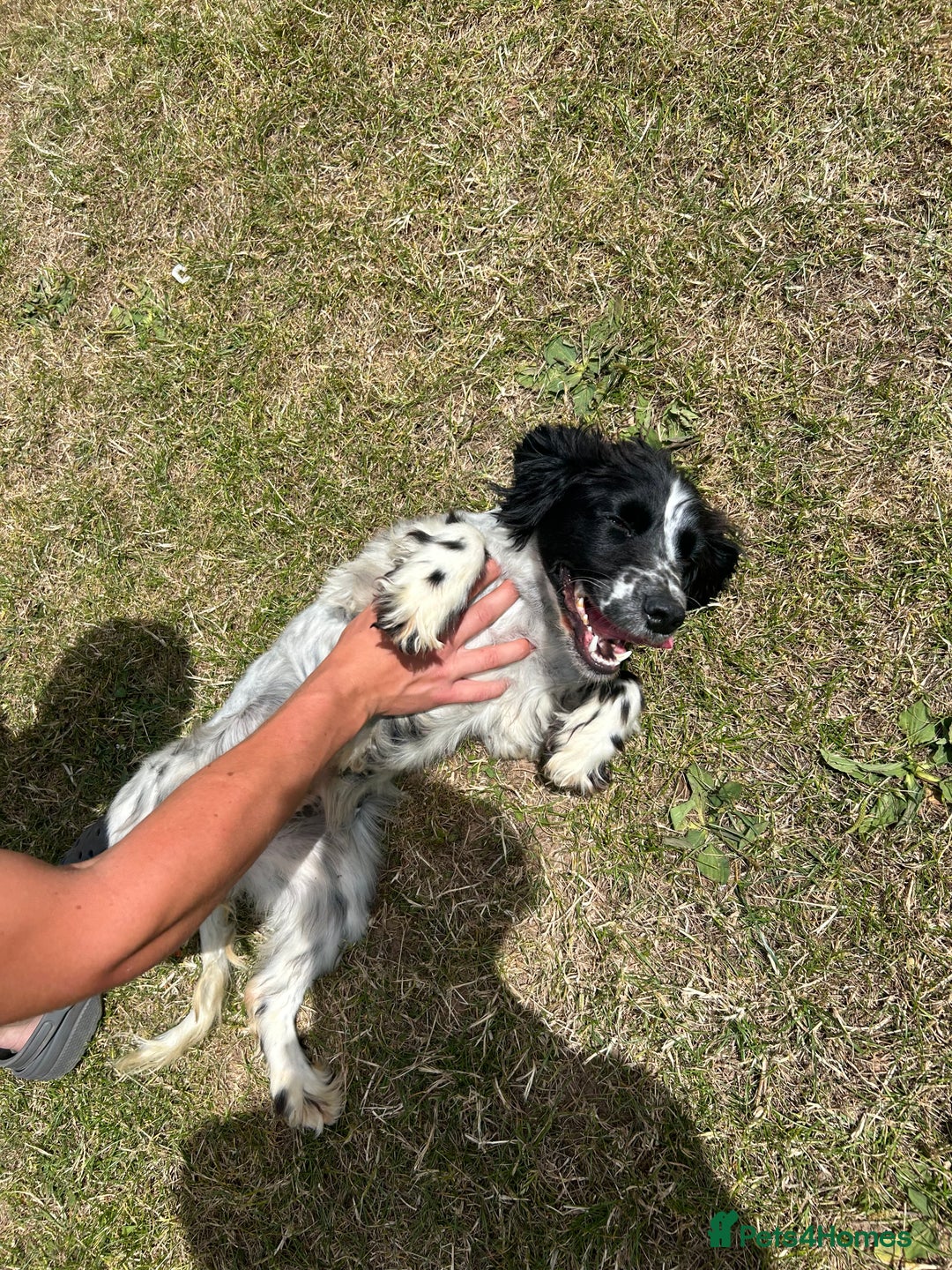 Cocker Spaniel dogs for sale: 2 beautiful cocker spaniels - Image 2