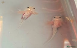 Axolotl reptiles for sale: Axolotls  - Image 28
