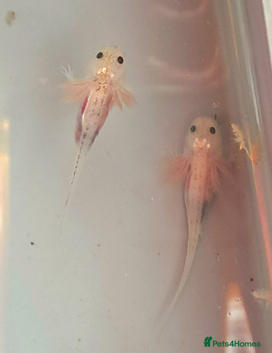 Axolotl reptiles for sale: Axolotls  - Image 28