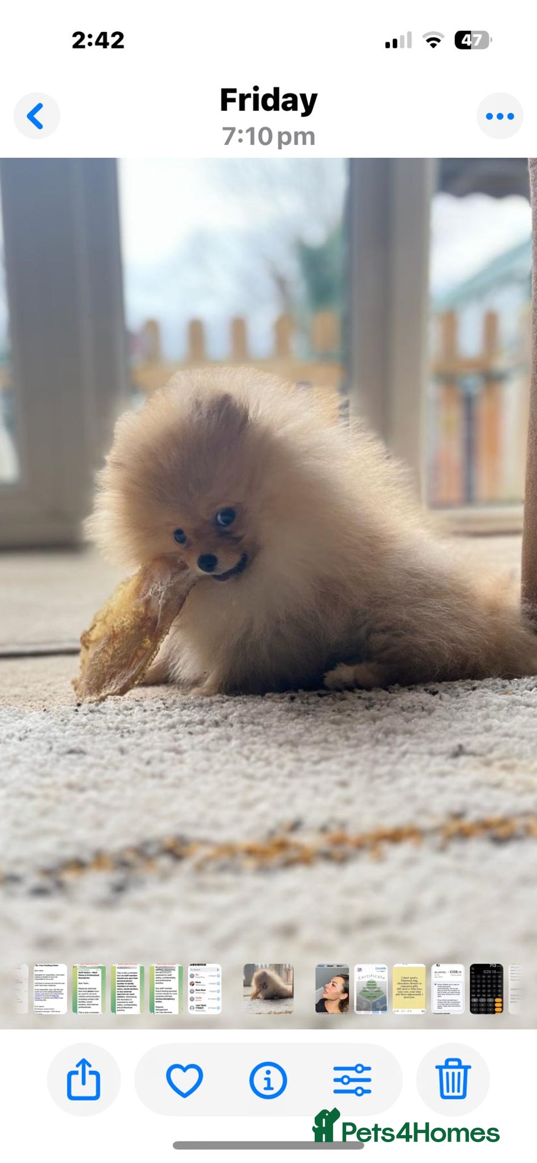 Pomeranian dogs for sale: ❤️Kc teddy bear pom babies ❤️ - Advert 2