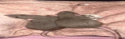 Rat rodents for sale: 4 dumbo female rats  - Advert 1