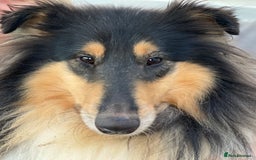 Rough Collie dogs for sale: KC Reg Unaffected Rough Collie Puppies - Image 5