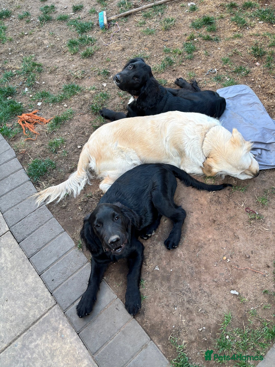 Mixed Breed dogs for sale: Spangold retrievers in Stourport-on-Severn - Image 8