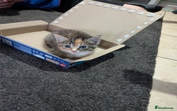 Mixed Breed cats for sale: Gorgeous 8 week old kittens - Image 6