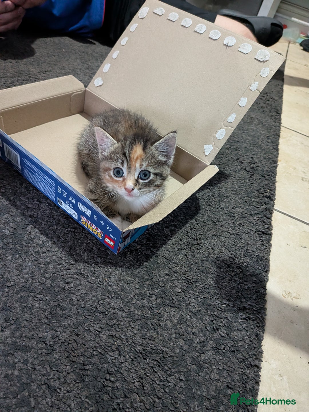 Mixed Breed cats for sale: Gorgeous 8 week old kittens - Image 6