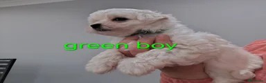 Maltese Puppy 2