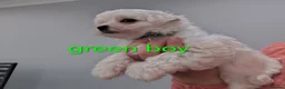 Maltese dogs for sale: Pure Maltese puppies❤️💙 - Advert 5