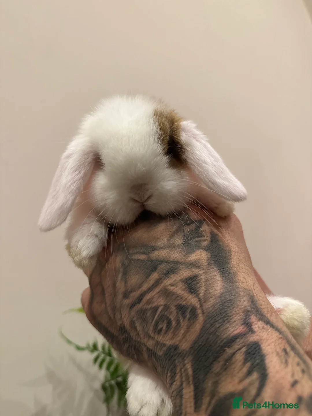 Mini Lop rabbits for sale: Stunning Mini Lop, Ready To Reserve - Advert 4