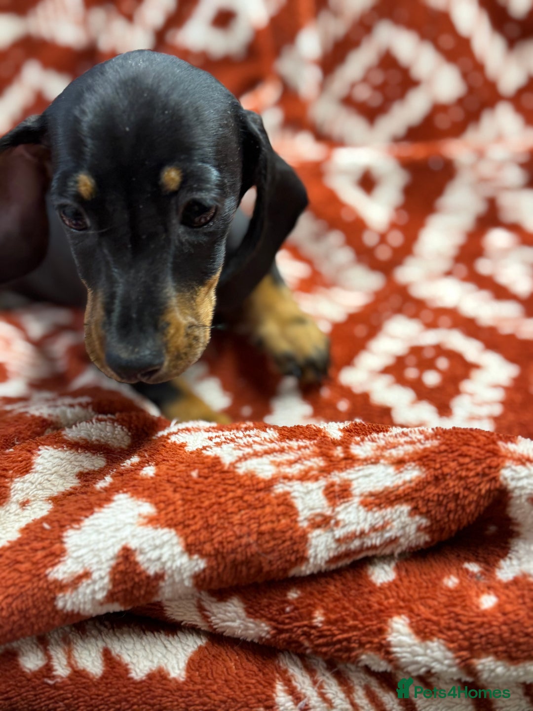 Miniature Dachshund dogs for sale: Miniature dachshund - Image 12