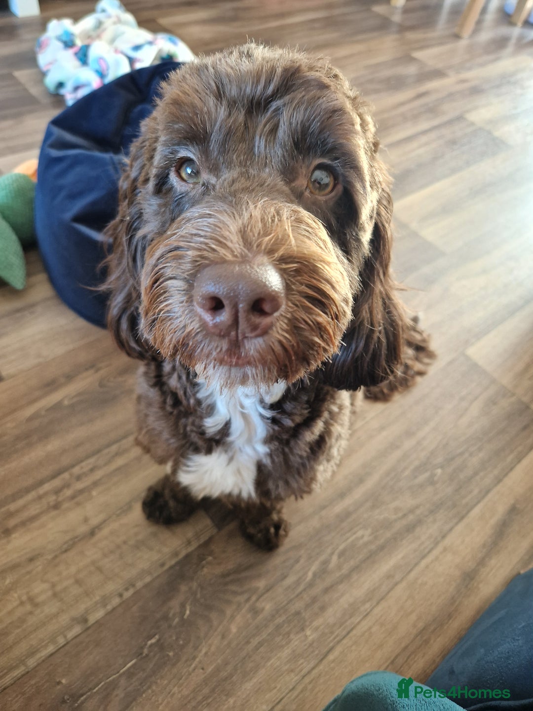 Cockapoo dogs for sale: MALE Cockapoo for sale - Image 14