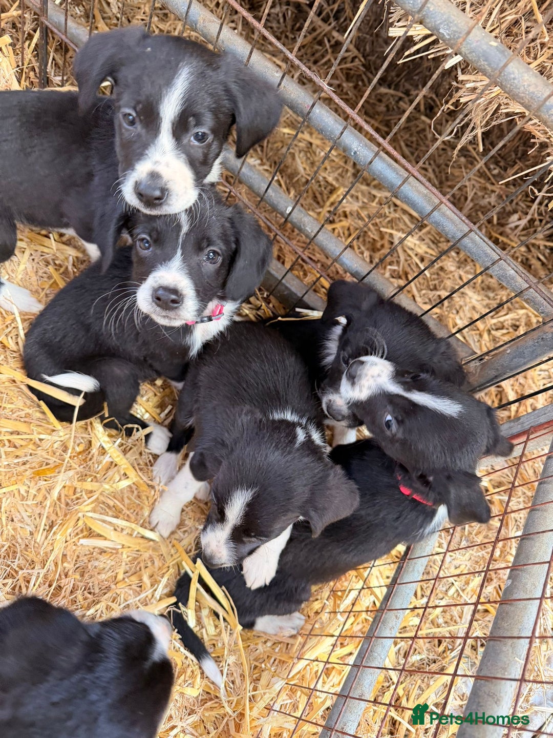 Mixed Breed dogs for sale: Collie x spaniel puppies - Image 7