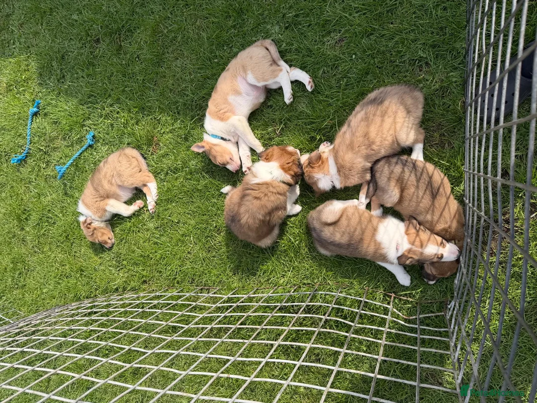 Border Collie dogs for sale: Stunning border collie puppies  in Carmarthen - Advert 1