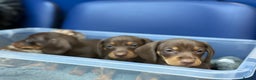 Miniature Dachshund dogs for sale: Mini Dachshunds  - Advert 17