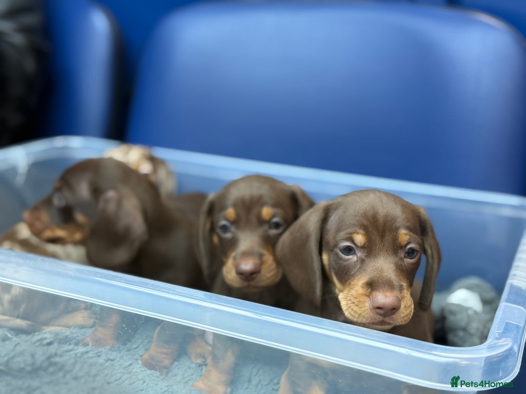 Miniature Dachshund dogs for sale: Mini Dachshunds  - Advert 17