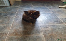 Mixed Breed cats for sale: Kittens for sale  - Image 9