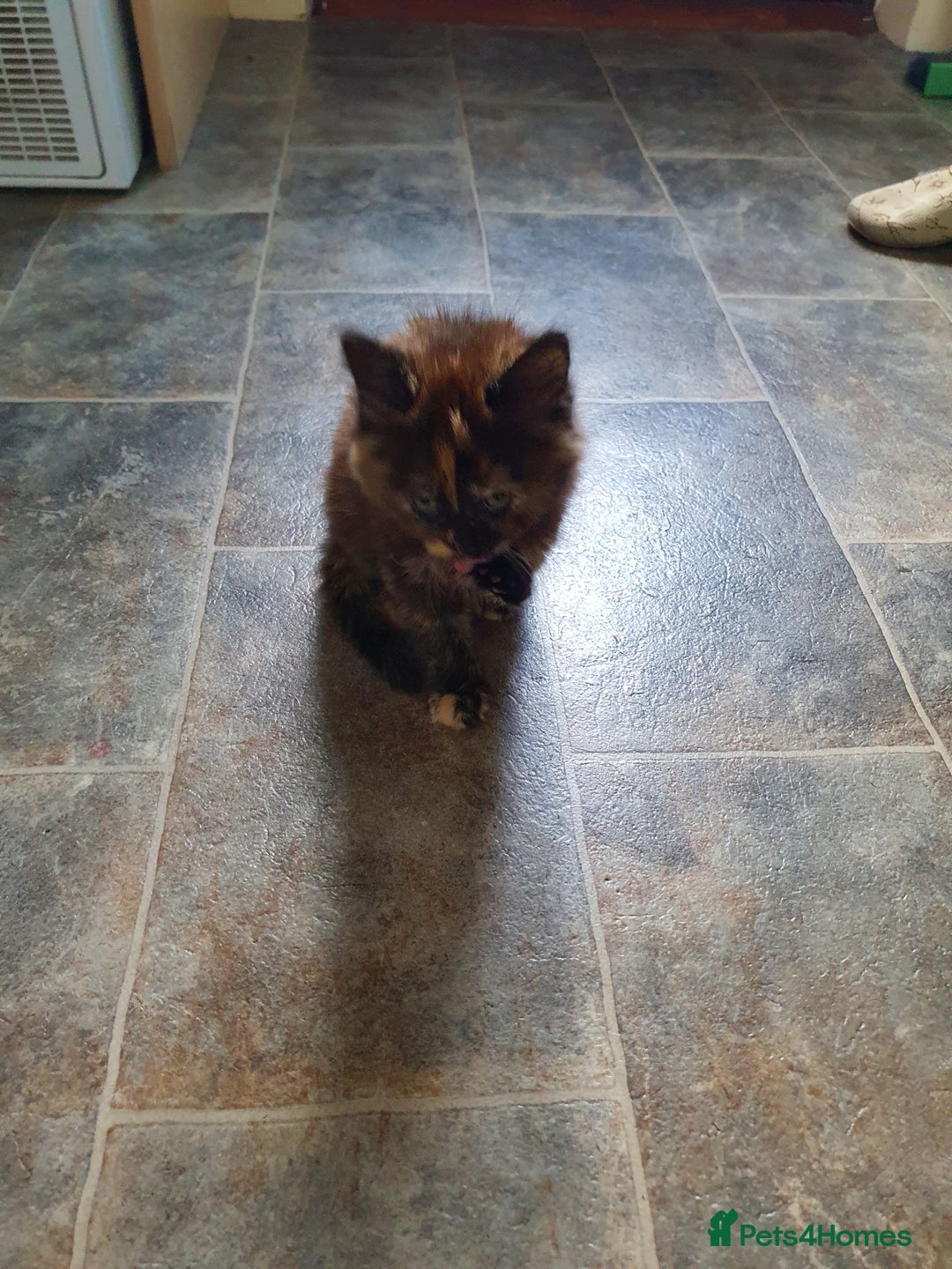 Mixed Breed cats for sale: Kittens for sale  - Image 9