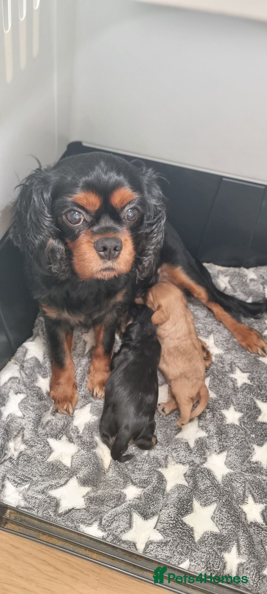 Cavalier King Charles Spaniel dogs True Cav kc reg Babies - Advert 14