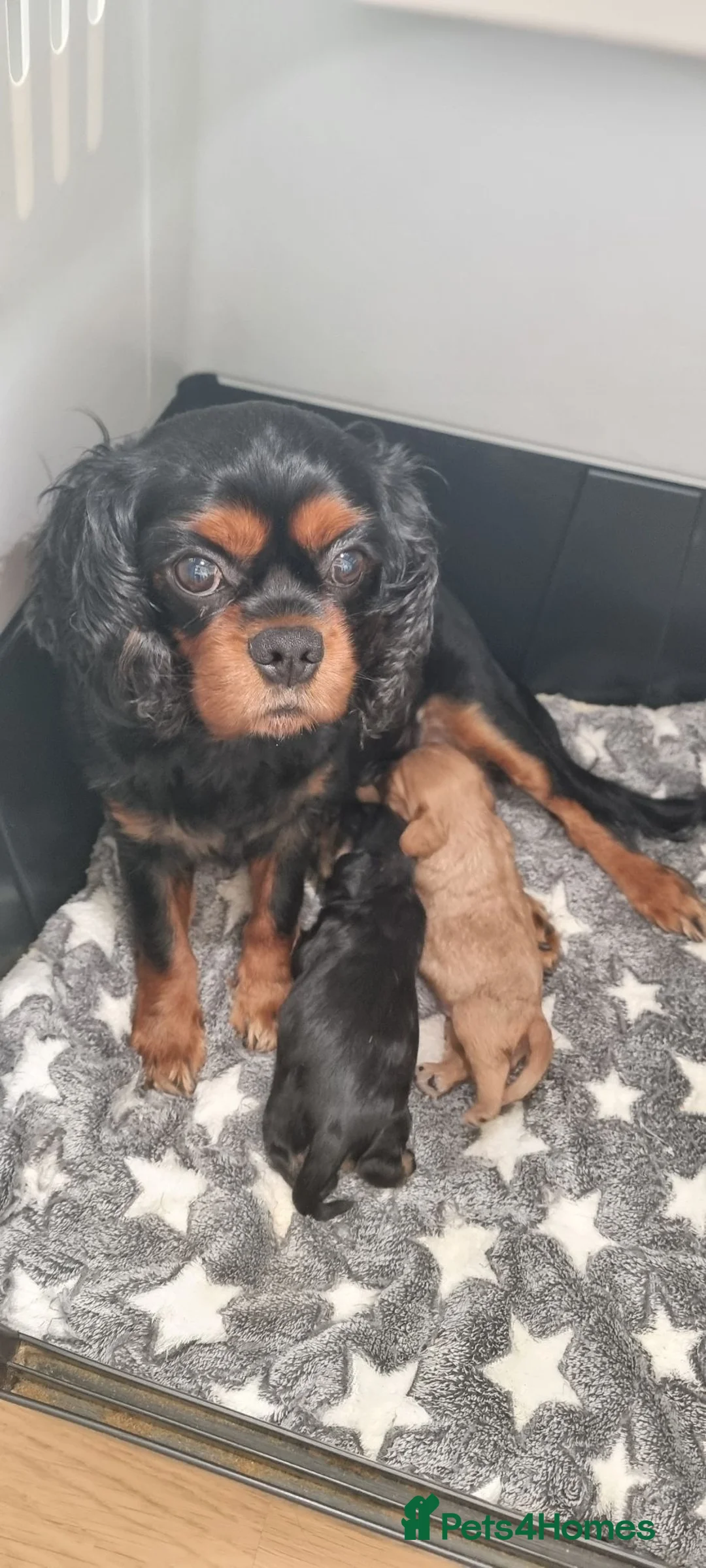 Cavalier King Charles Spaniel dogs for sale: True Cav kc reg Babies - Advert 1