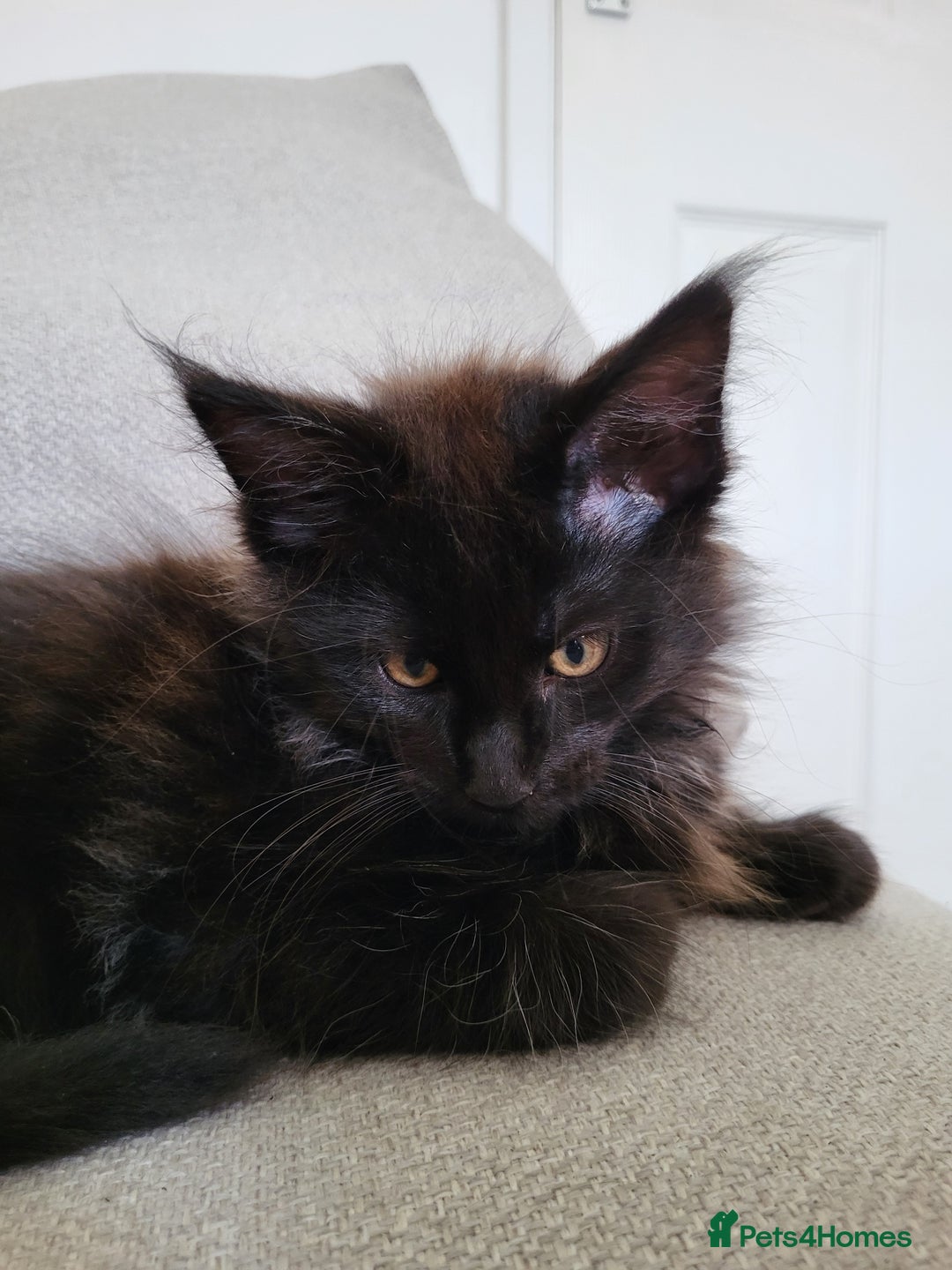 Maine Coon cats for sale: Two maine coon kittens for sale - Image 9