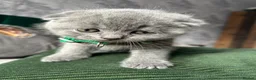 Scottish Fold cats for sale: Scottish folds looking for forever home❣️ ❤️ in Sittingbourne - Advert 4