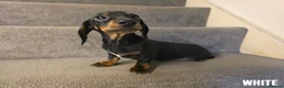 Miniature Dachshund dogs for sale: 3 Beautiful Girl Mini Dachshund - FULL Vaccinated in Manchester - Advert 4