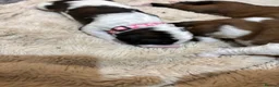Saint Berdoodle dogs for sale: F1 Bernadoodle puppies parents KC registered  in Northampton - Advert 6