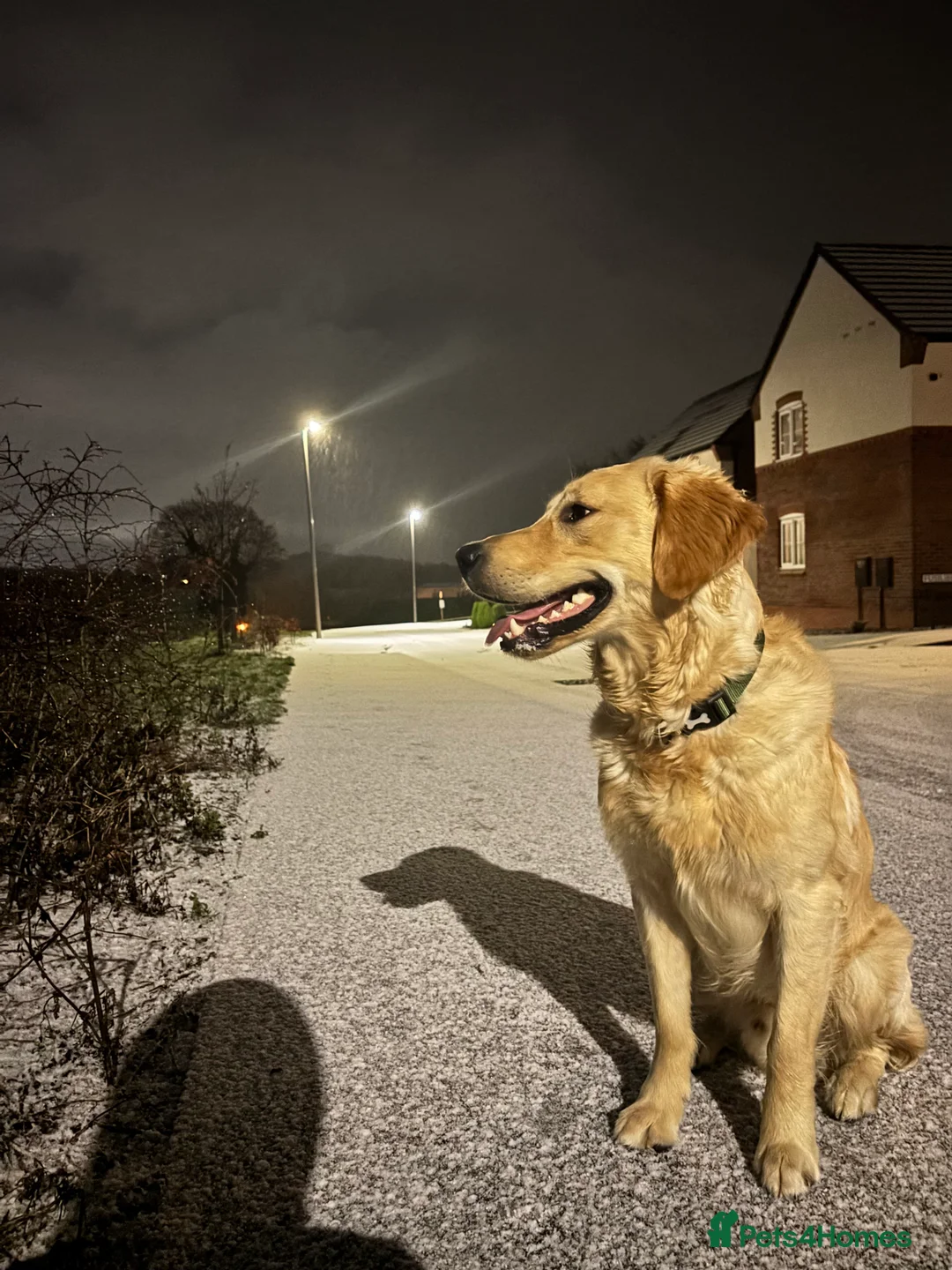 Golden Retriever dogs for sale: Buddy - 1 YR Old Golden Retriever - Advert 4