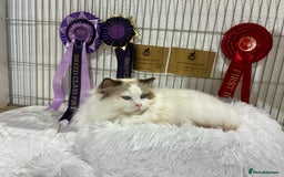 Ragdoll cats for sale: Ready *Pedigree registered Ragdolls  - Image 12