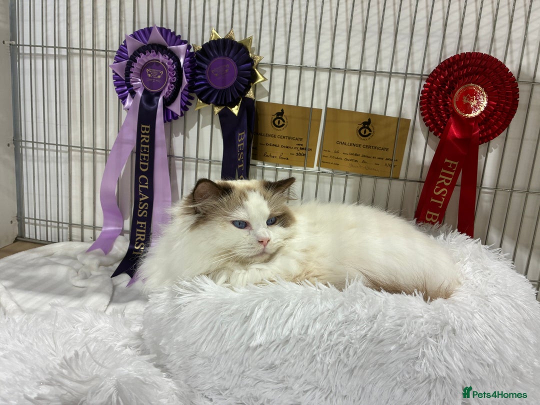 Ragdoll cats for sale: Ready *Pedigree registered Ragdolls  - Image 12