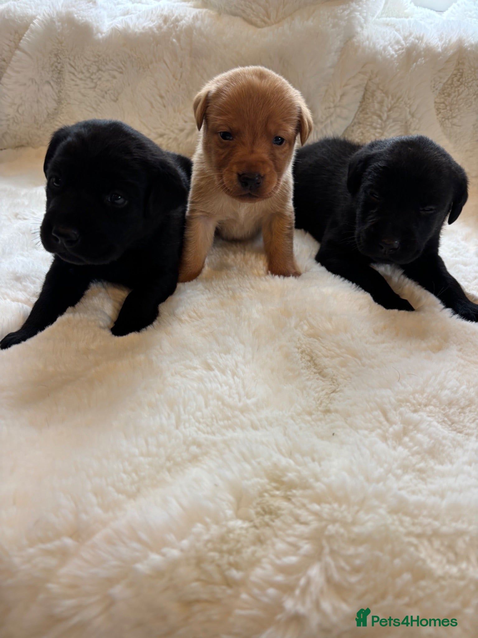 Labrador Retriever dogs D.N.A. Tested Labrador Puppies - Advert 2