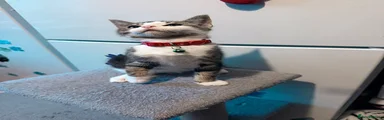 Mixed Breed 3