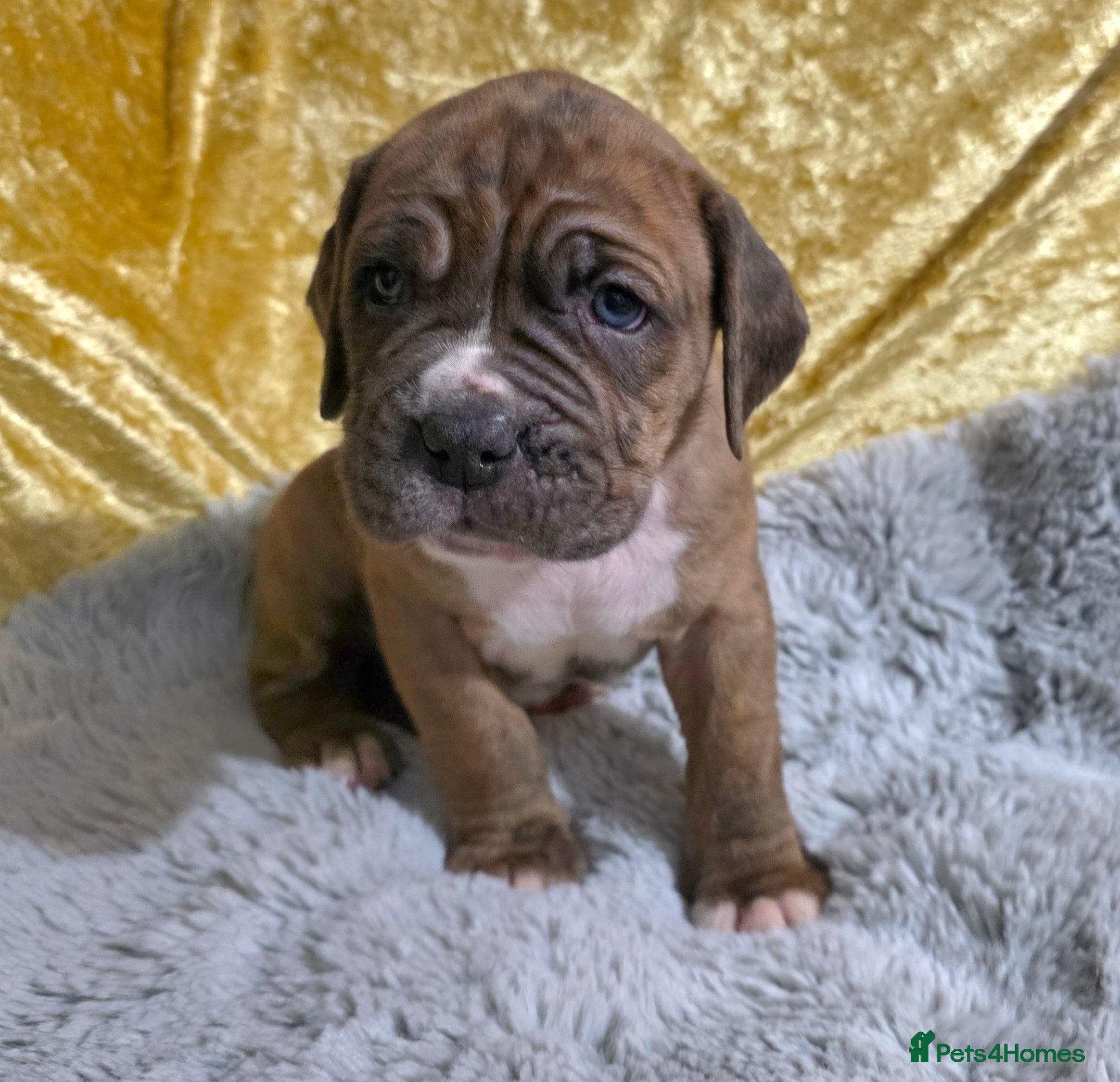 Boxer dogs Very unusual & Rare Boxer cross - Advert 2