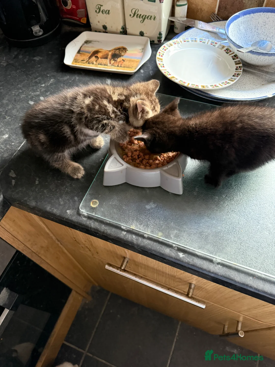 Mixed Breed cats for sale: Kittens for sale - Advert 3