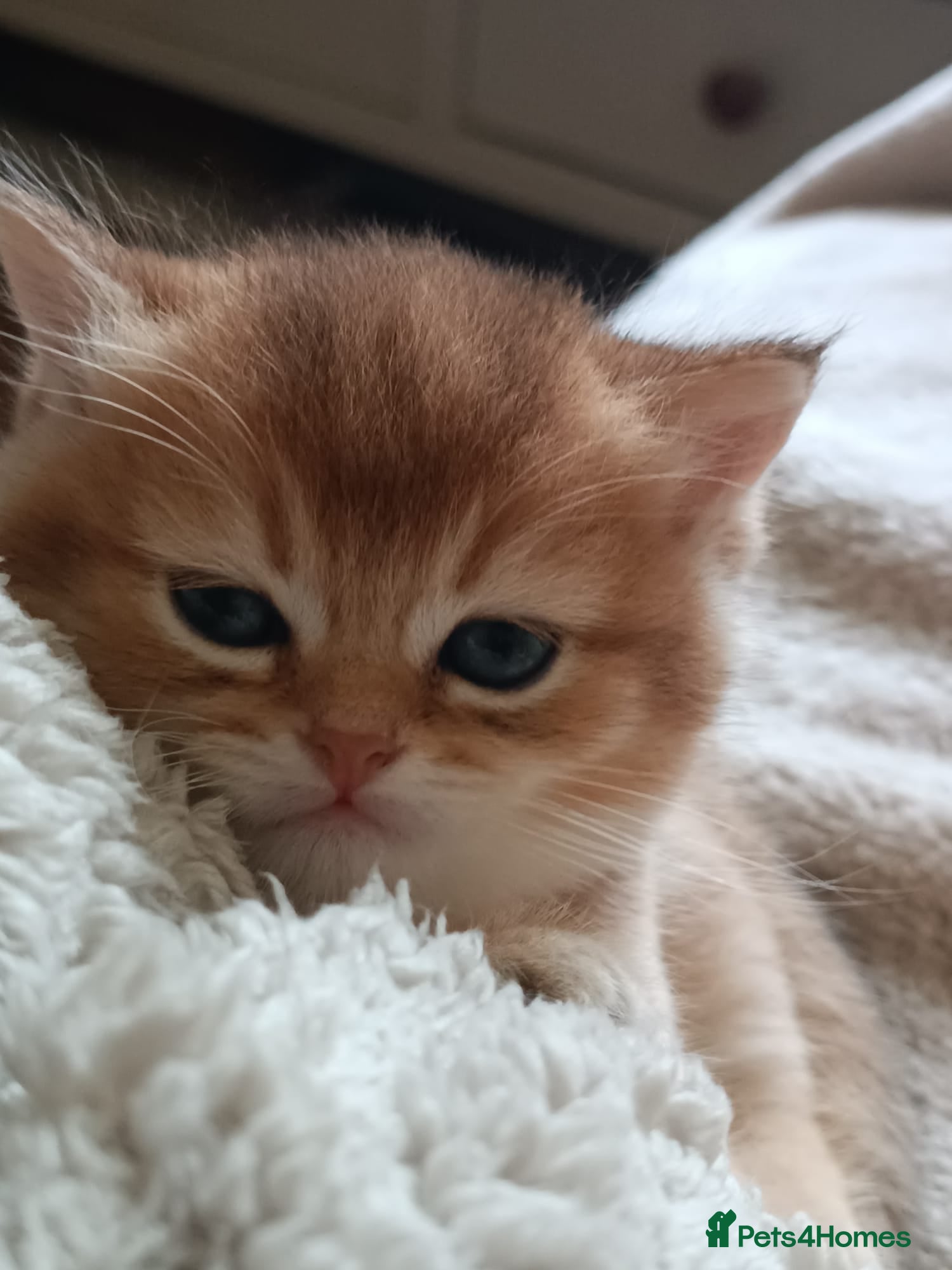 British Shorthair cats Outstanding Golden British Shorthair Typе ReadyNow - Advert 1