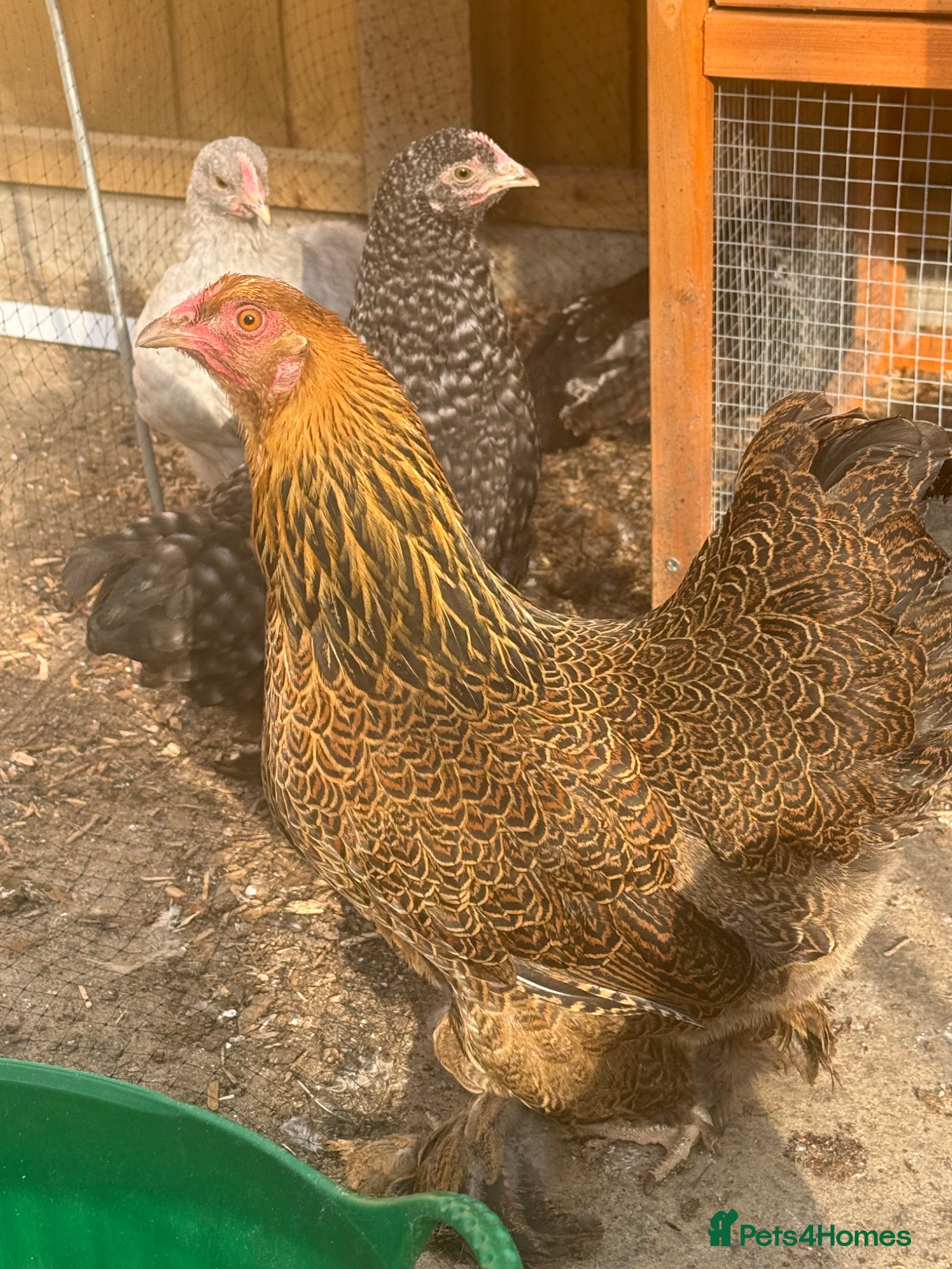 Chickens poultry Hens and Orpington chicks  - Advert 2