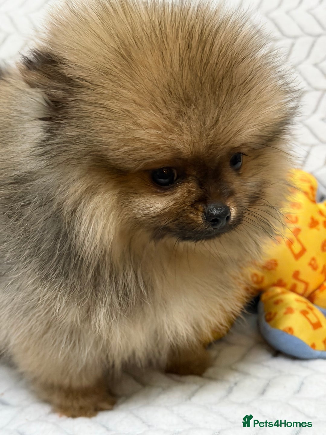 Pomeranian dogs for sale: ***Exquisite Kc reg Pomeranian Puppies *** - Advert 8