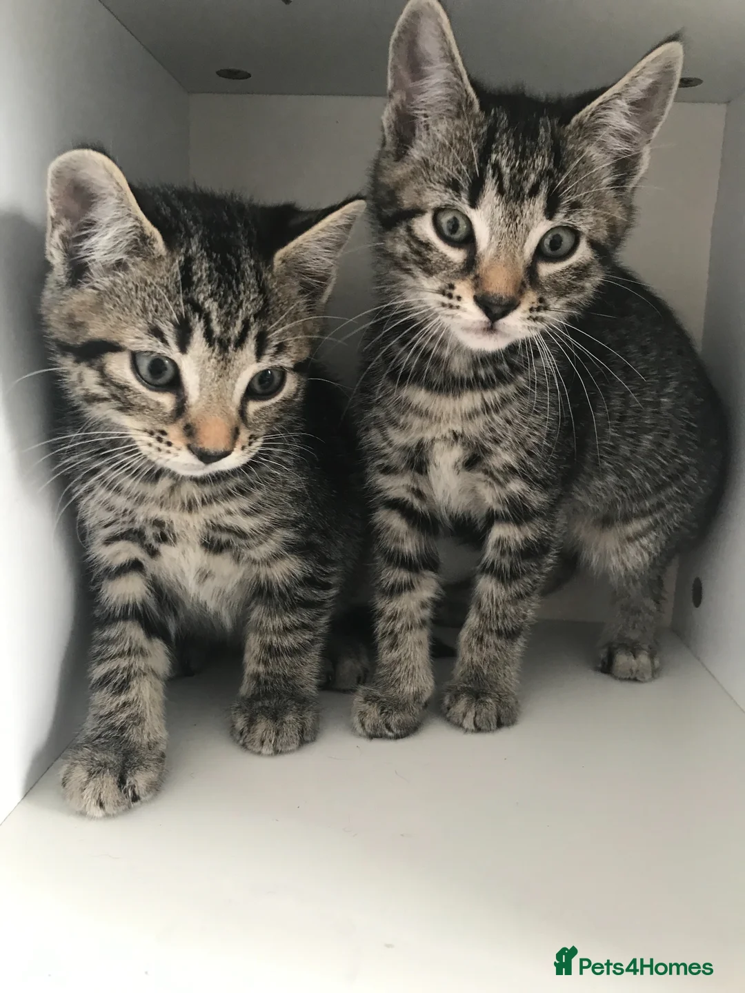 Mixed Breed cats for sale: 5 beautiful kittens for sale  in Grays - Advert 1