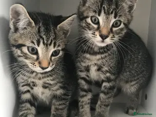 Mixed Breed cats 5 beautiful kittens for sale - Advert 3