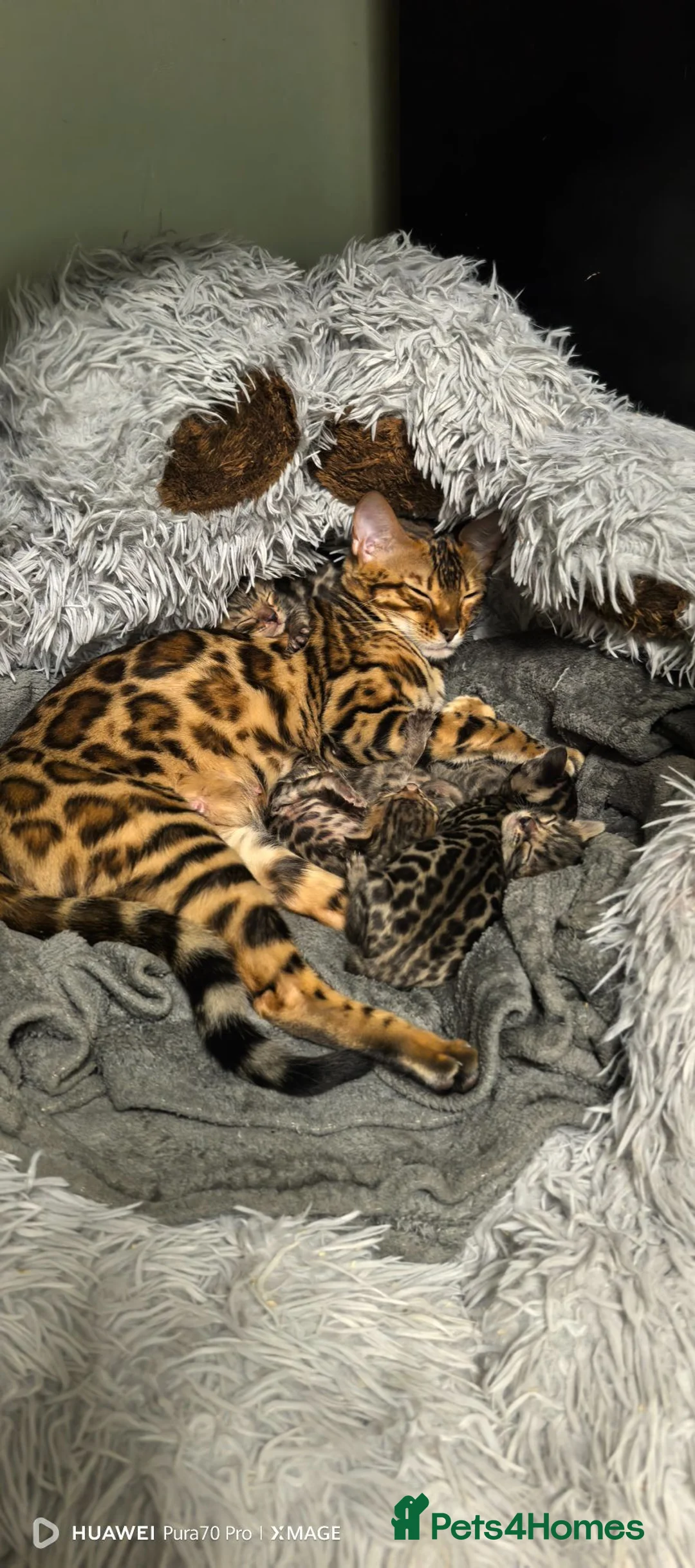 Bengal cats for sale: Little Bengal babies  - Advert 2
