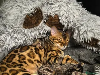 Bengal cats Little Bengal babies - Advert 4