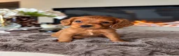 Cocker Spaniel dogs for sale: Dark red cocker pups - Advert 2