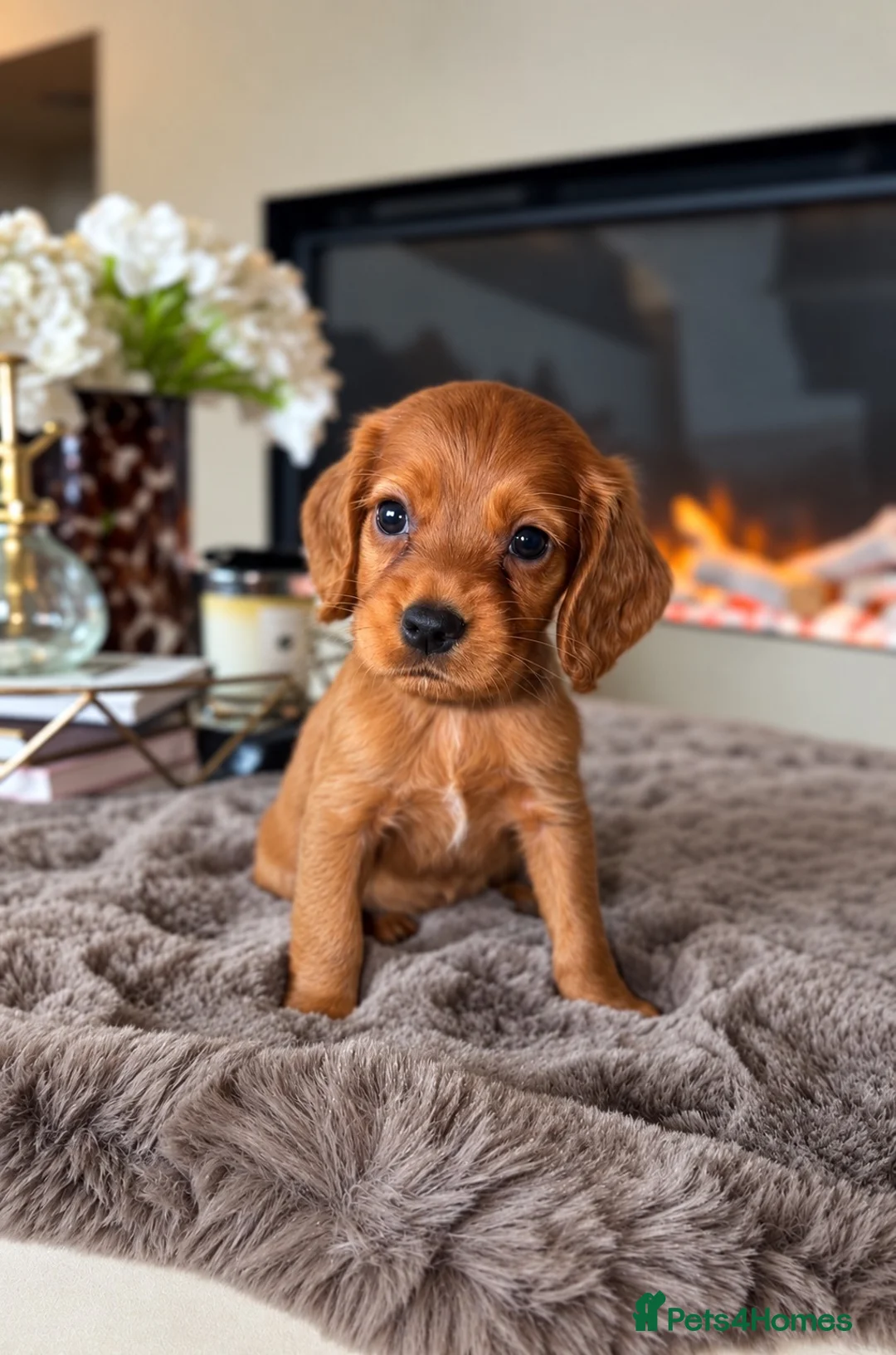 Cocker Spaniel dogs for sale: Dark red cocker pups - Advert 2