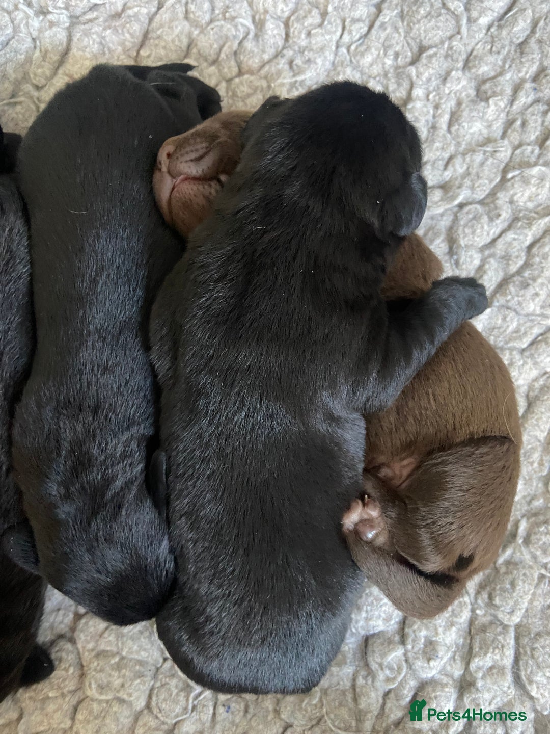 Labrador Retriever dogs for sale: KC registered Labrador pups ready October  - Image 21