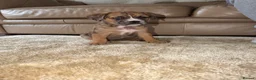 Mixed Breed dogs for sale: Onyx Is Looking For Her New Home  - Advert 5