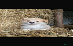 Welsh Corgi Pembroke dogs for stud: Pembrokeshire corgi fully genetically tested  in Abergele - Image 6