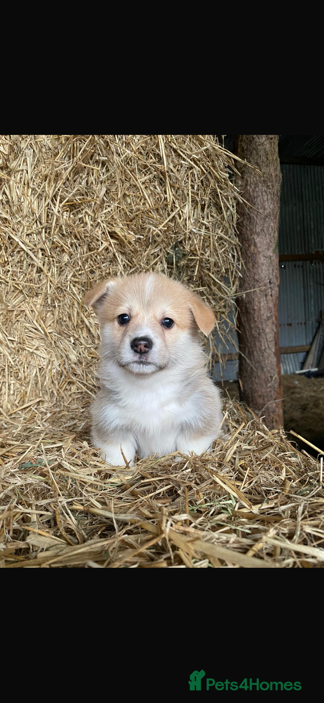 Welsh Corgi Pembroke dogs for stud: Pembrokeshire corgi fully genetically tested  in Abergele - Image 6